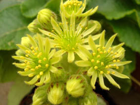 Sempervivum ciliosum var borisii